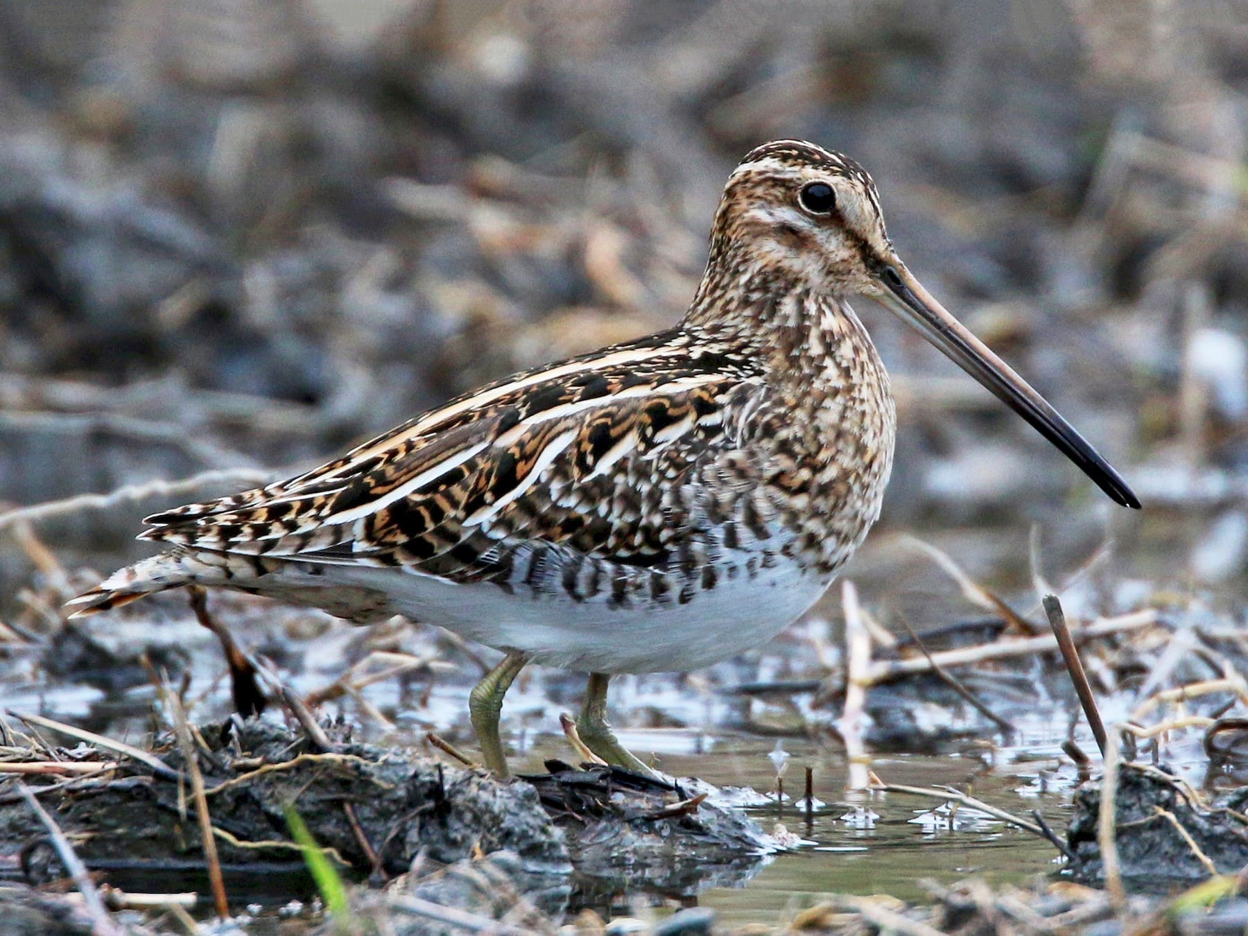 Common Snipe